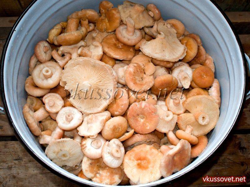 Как солить грибы белянки горячим и холодным способом, как замариновать на зиму