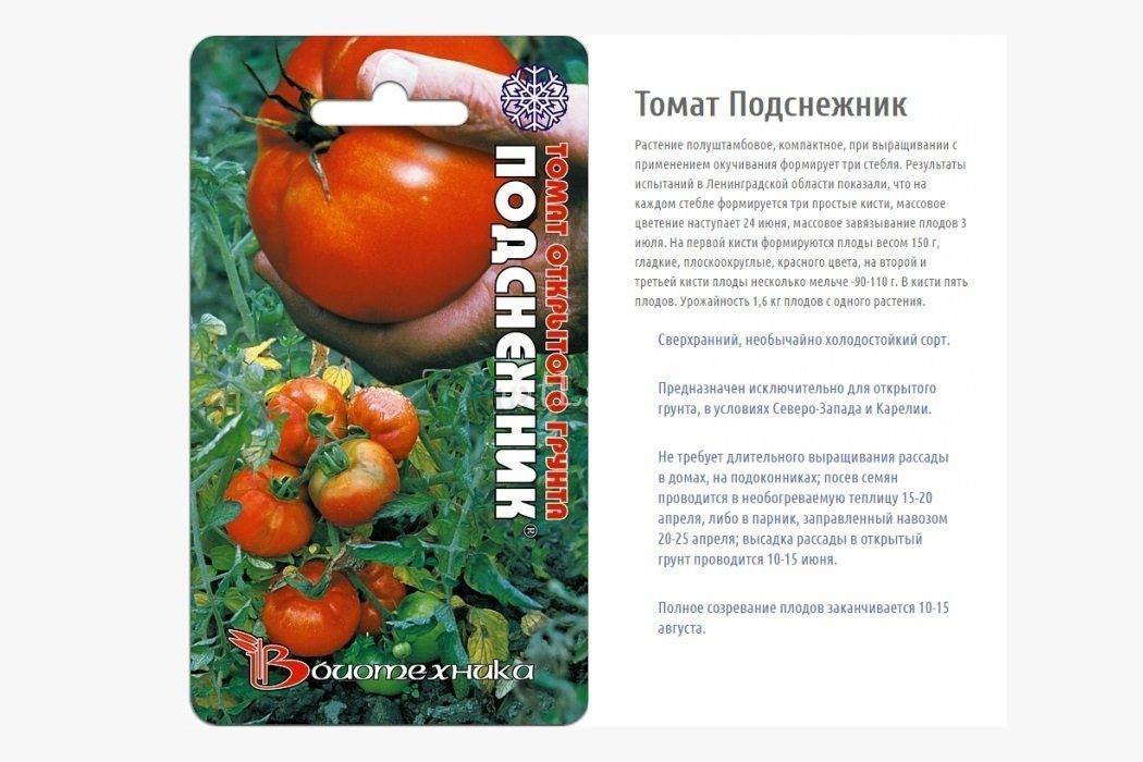 Сорт томатов подснежник, описание, характеристика, фото и отзывы тех, кто сажал, а также особенности выращивания