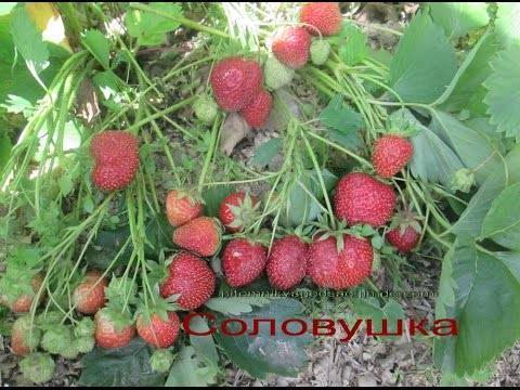 Клубника соловушка: описание и характеристика сорта, выращивание и уход
