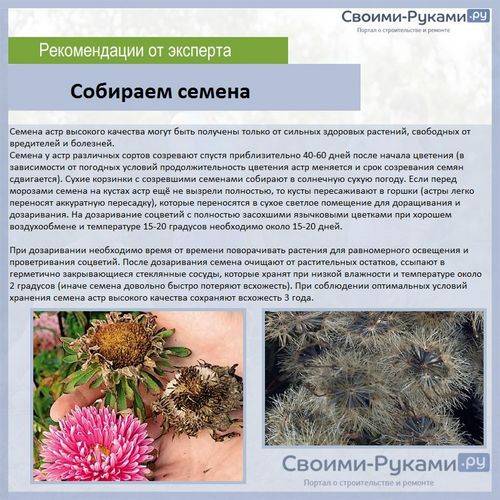 Самые лучшие сорта астр с названиями, фото и описанием
