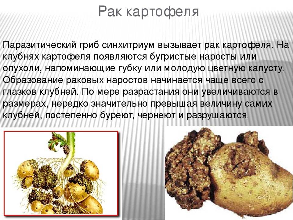 Рак картофеля: что это, симптоматика и методы борьбы, профилактика, есть ли опасность для человека, фото