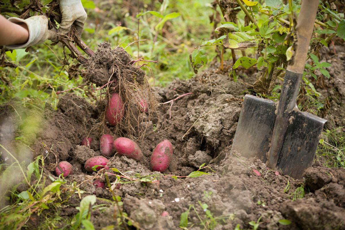 Как спасти картофель в дождливое лето: посадка, уход и сбор урожая в непогоду