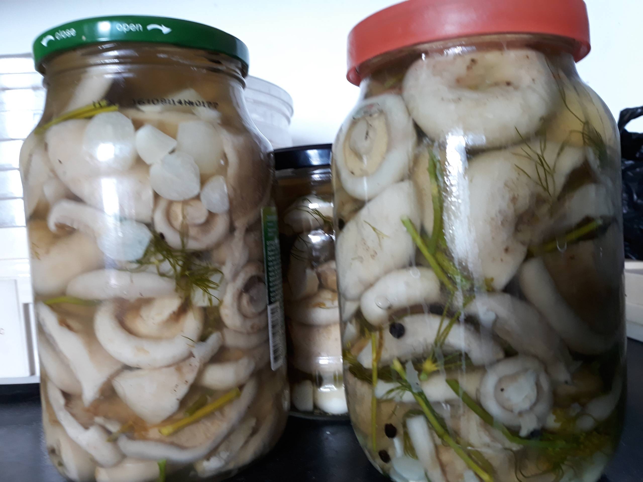 Рецепты, как солить горячим и холодным способом грибы белянки на зиму в банках