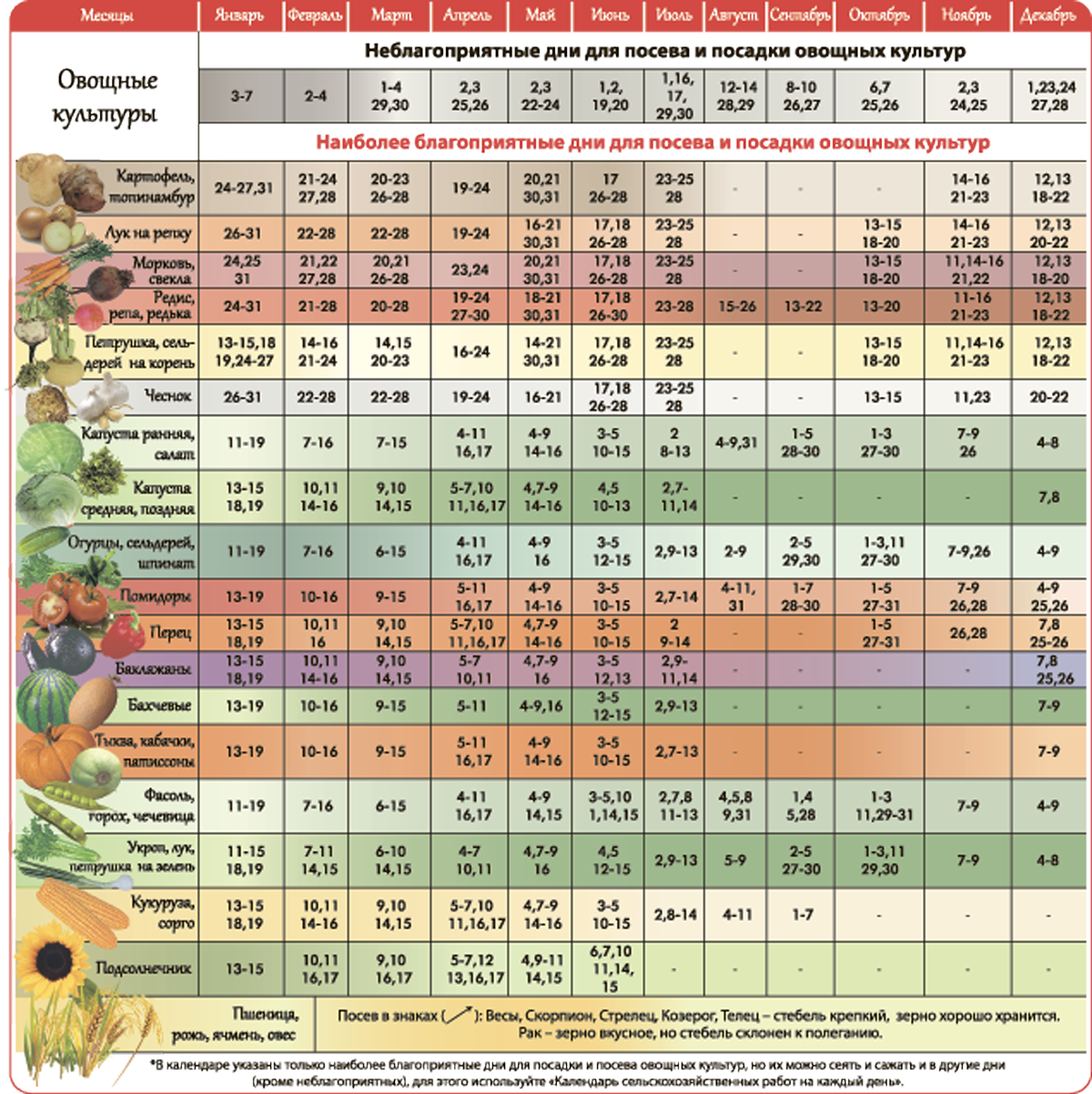 Календарь-подсказка по посадке картофеля, свеклы, моркови и других корнеплодов