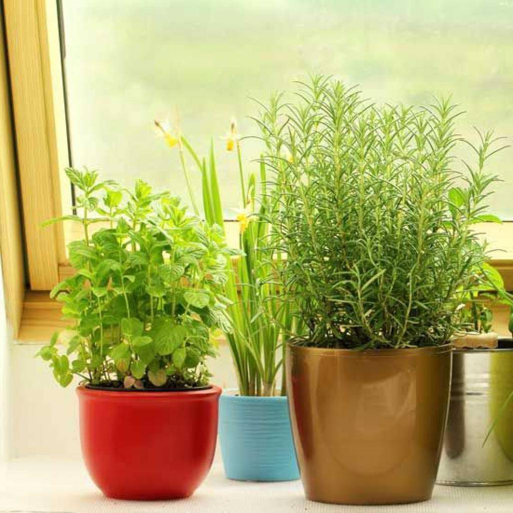 Выращивание кориандра из семян в домашних условиях на подоконнике + фото