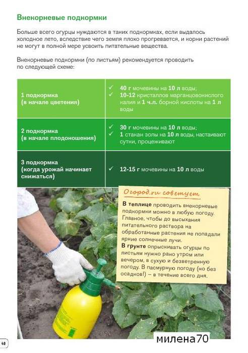Как поливать и подкармливать огурцы в период плодоношения, чтобы получить хороший урожай