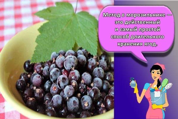 Когда собирать смородину черную: когда поспевают ягоды в разных регионах, как правильно и быстро собрать урожай с куста, рецепты заготовок