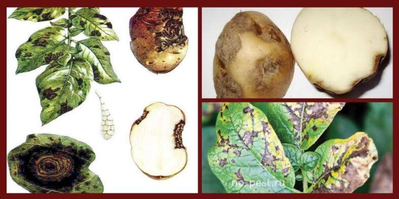 Альтернариоз картофеля: описание, причины, меры борьбы и методы лечения