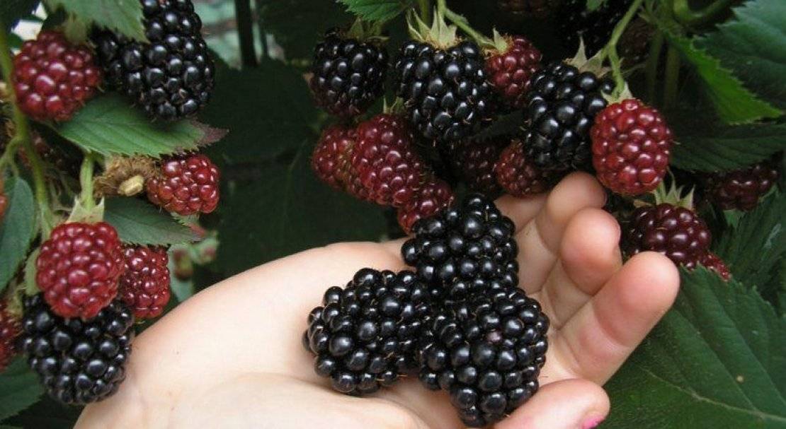 Описание сорта ежевики торнфри