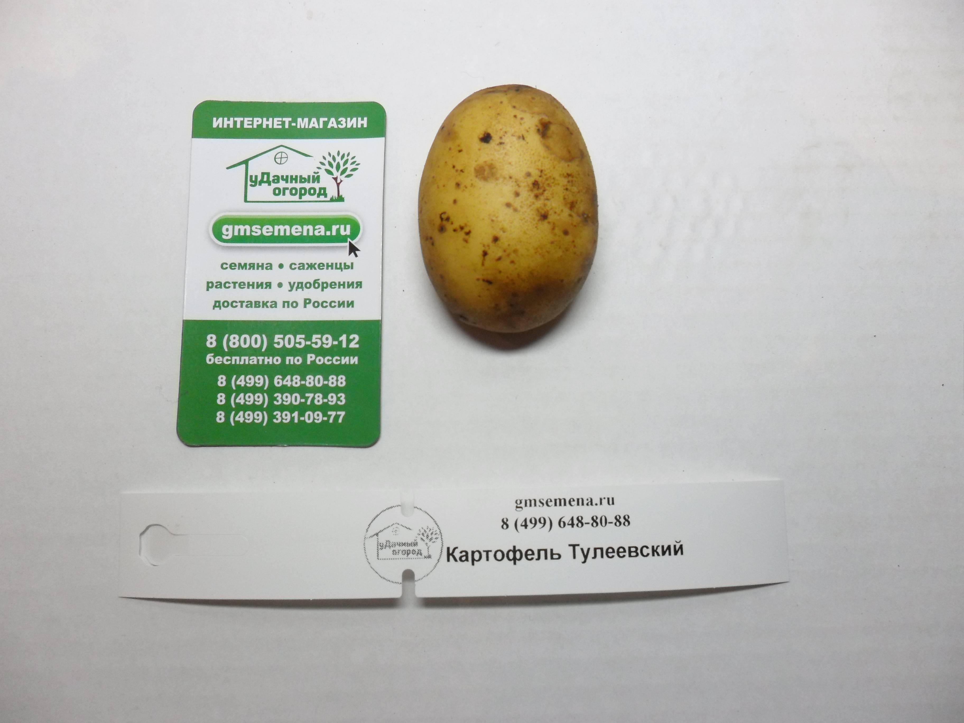 ᐉ сорт картофеля тулеевский – описание и фото - roza-zanoza.ru