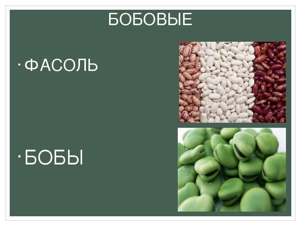 ᐉ какая фасоль лучше красная или белая? - zooshop-76.ru