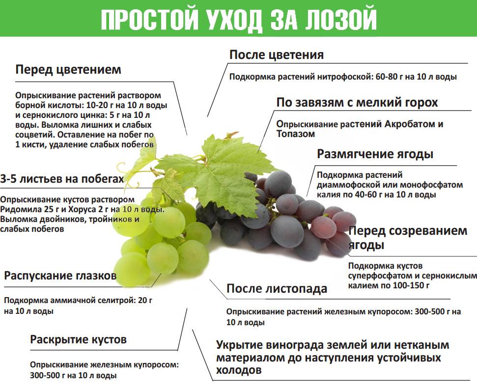 Обработка винограда пищевой содой, йодом: когда и как опрыскивать, рецепты