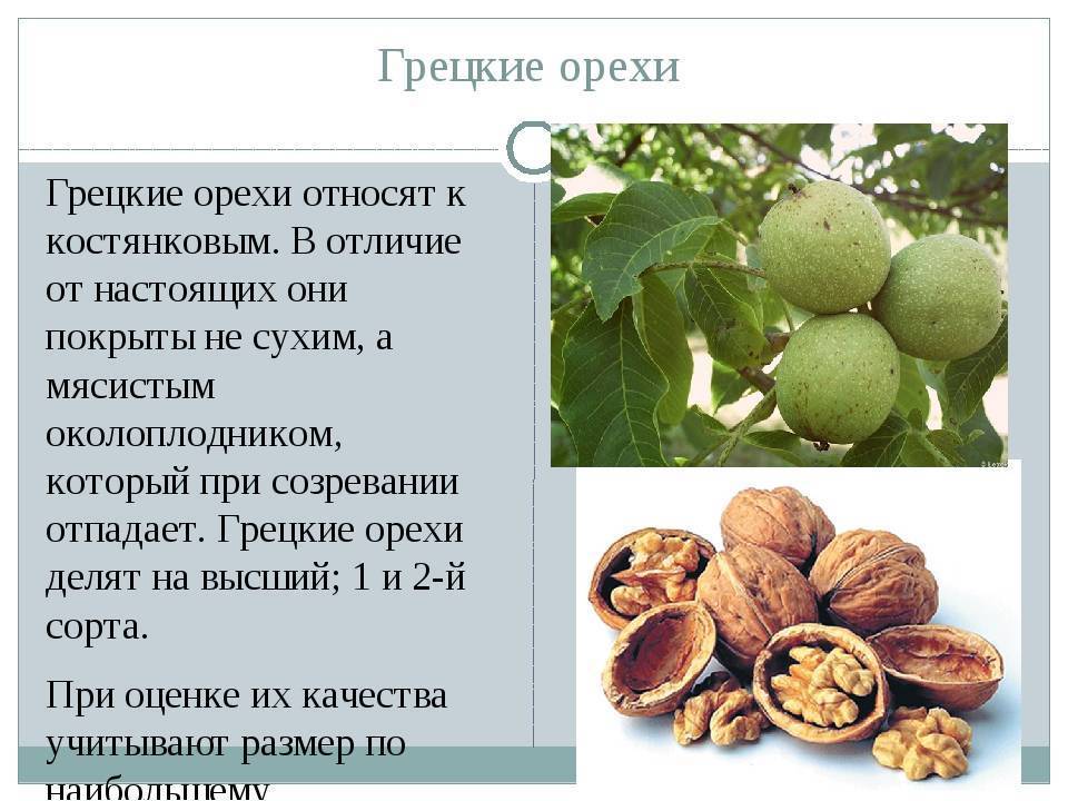 Грецкий орех идеал: описание, характеристики, выращивание