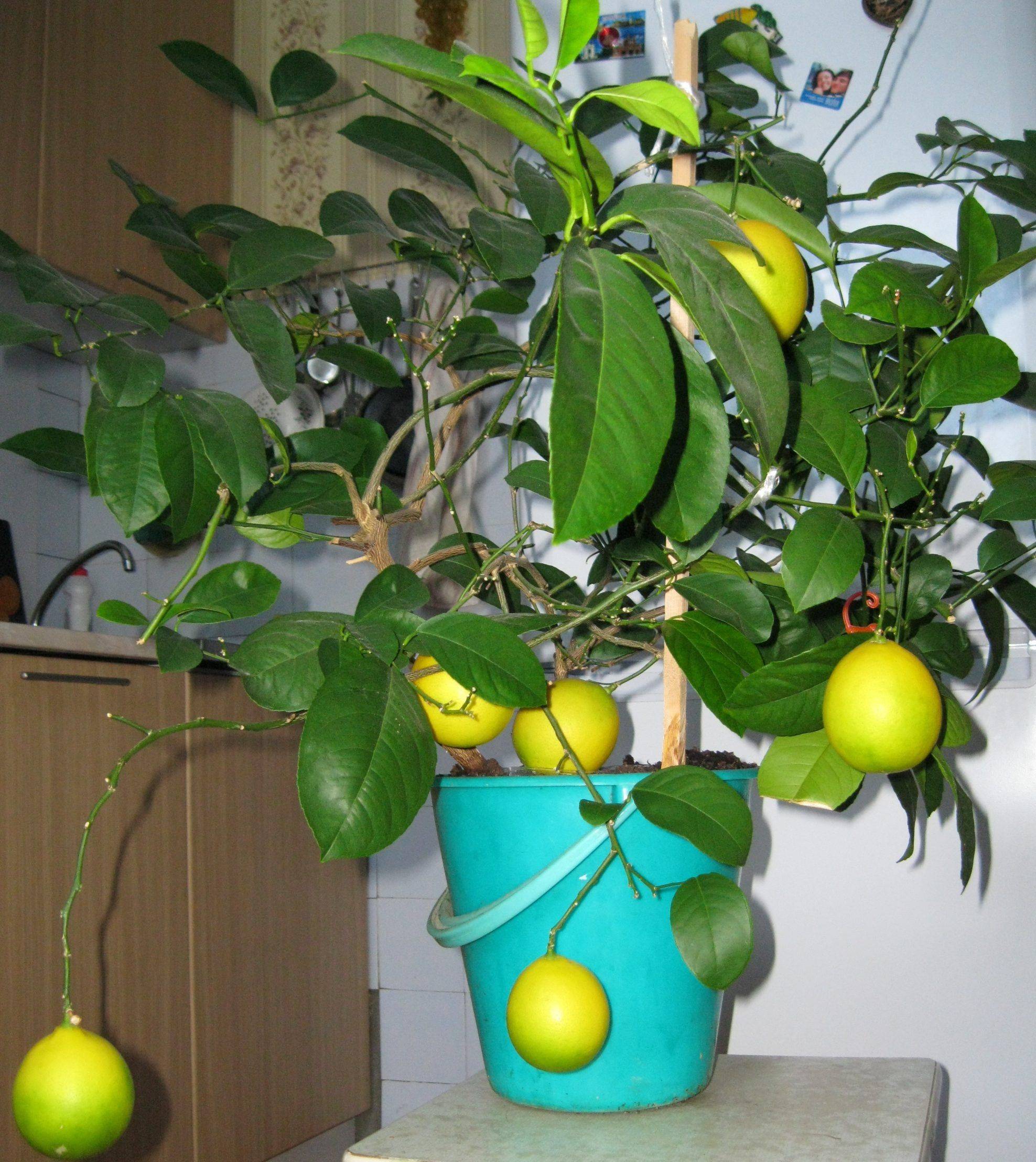 Как вырастить лимон из косточки в домашних условиях, правила выращивания, фото