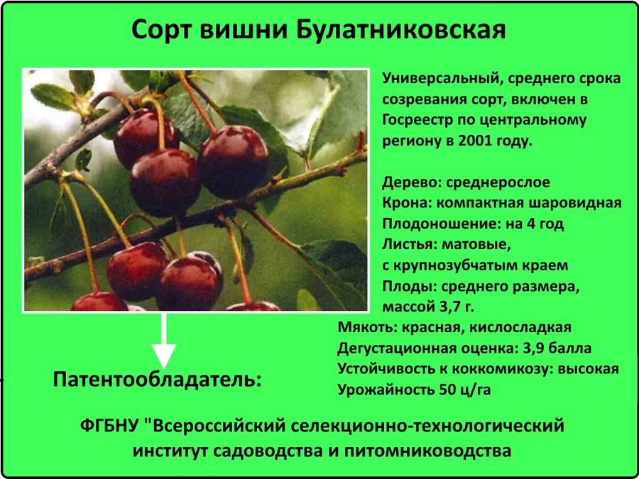Сорта вишен • лучшие для средне полосы россии