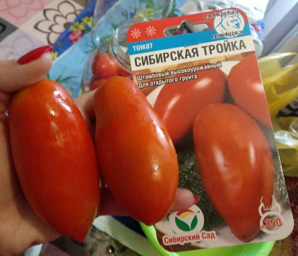 Помидор сибирская тройка - описание сорта с фото, характеристика, урожайность отзывы кто сажал