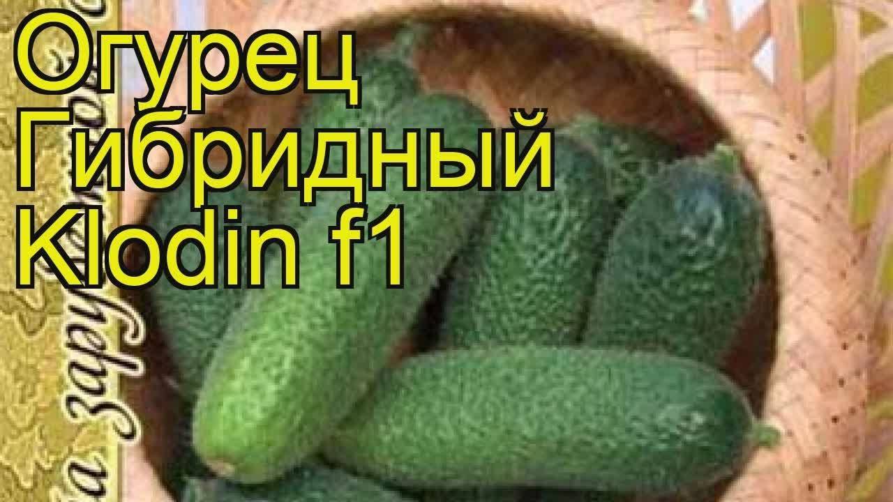 Партенокарпический гибрид огурцов «клодин f1» от голландских селекционеров