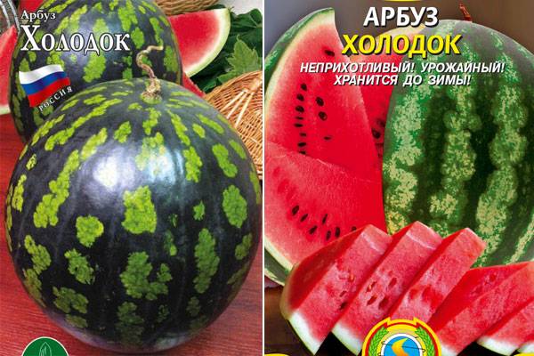 Арбуз холодок: описание сорта, особенности выращивания и ухода