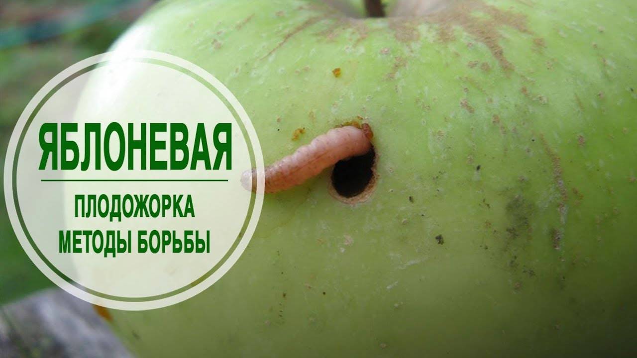 Как бороться с щитовкой на яблонях и комнатных растениях: лучшие средства и методы борьбы