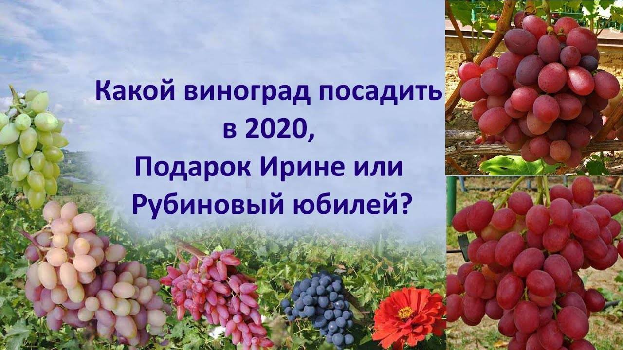 Виноград рубиновый юбилей: характеристика и описание сорта, посадка и уход
