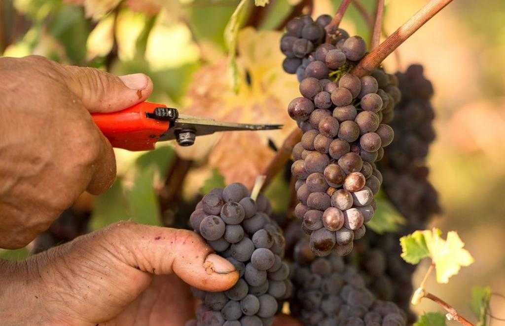 Виноград валек: описание сорта, фото, отзывы, характеристики, технология посадки и выращивания