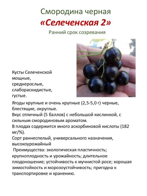 Смородина черная пигмей: описание сорта, фото, отзывы садоводов