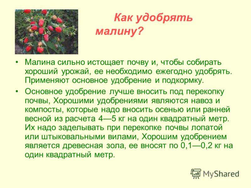Чем удобрять малину после плодоношения для восстановления