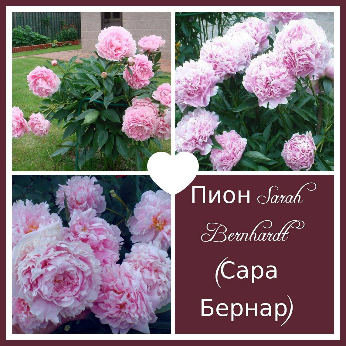 Пион сара бернар (sarah bernhardt): разновидности ред, уайт, юник, селект, посадка и уход