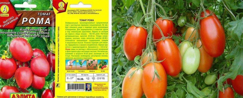 Описание сорта томата служебный роман, особенности выращивания и ухода - все о фермерстве, растениях и урожае