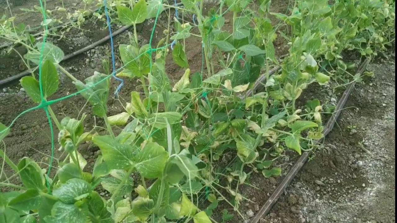 Как сажать и выращивать горох в закрытом грунте и теплице