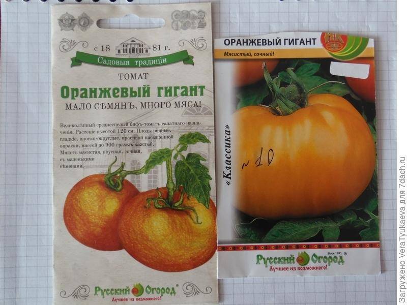 Описание крупного биф-томата Оранжевый гигант и особенности выращивания сорта