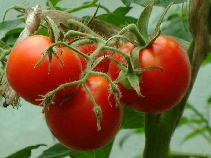 Самые низкорослые (супердетерминантные) томаты: лучшие сорта для открытого грунта и теплицы