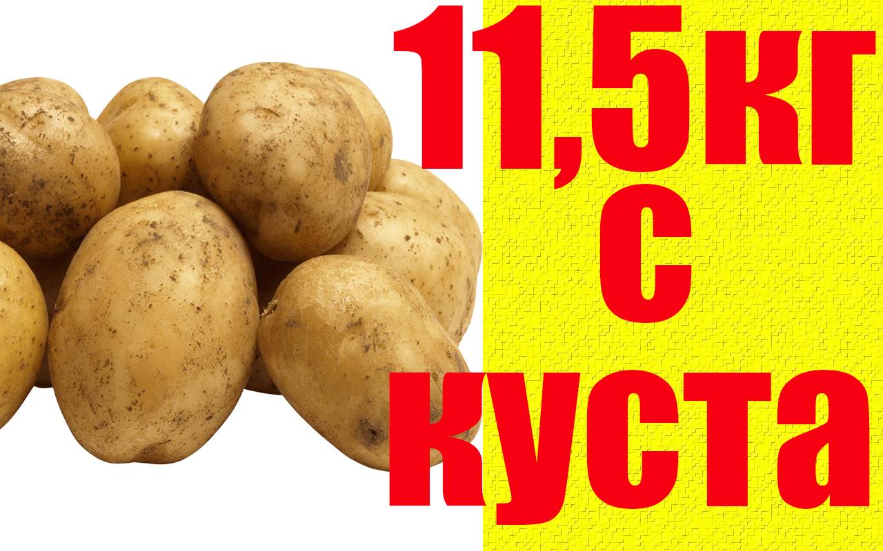 Урожайность картофеля с 1 га. технология производства картофеля. сорта (фото)