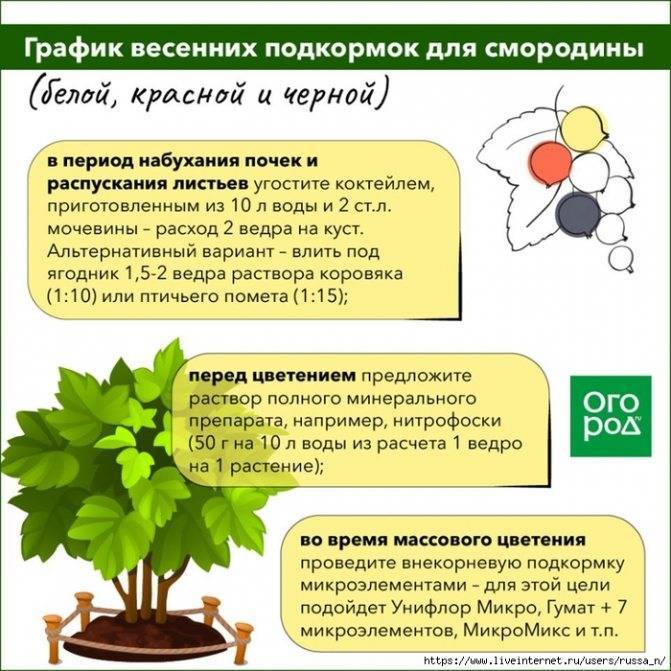 Чем подкормить картофель сразу после всходов, во время бутонизации и цветения для роста и хорошего урожая