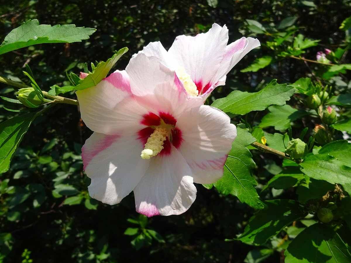 Гибискус махровый ?: характеристика, описание сорта, фото, посадка и уход | qlumba.com