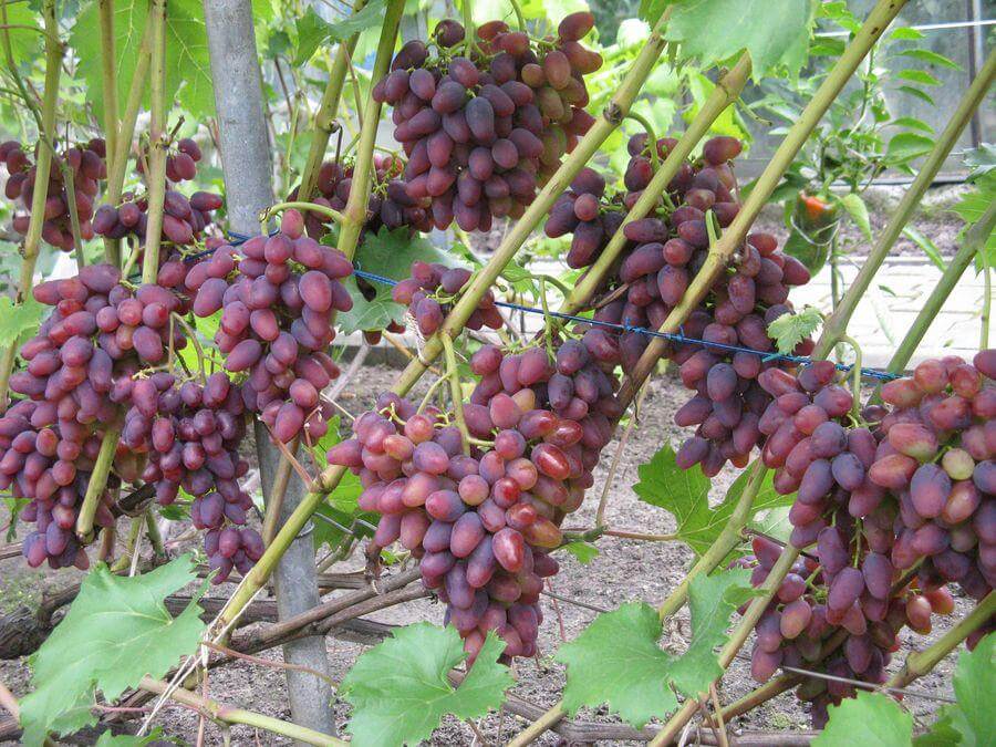 Виноград гелиос: описание сорта, выращивание, отзывы, фото, видео
