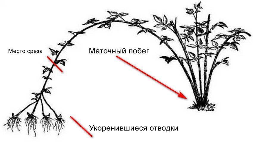 Уход за ежевикой весной: инструкция по выращиванию ягод на даче из семян и видео как выращивать ягодки в домашних условиях