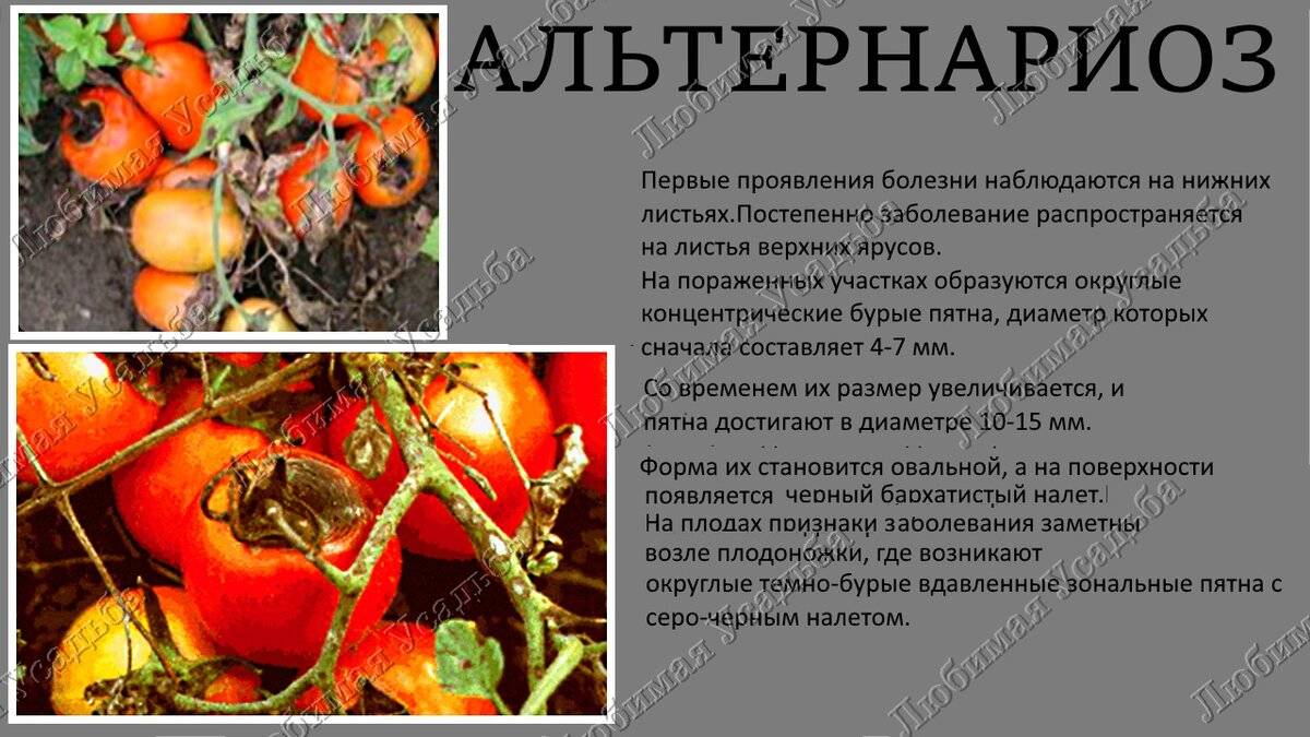 Болезни томатов: описание с фото и их лечение, чем обрабатывать