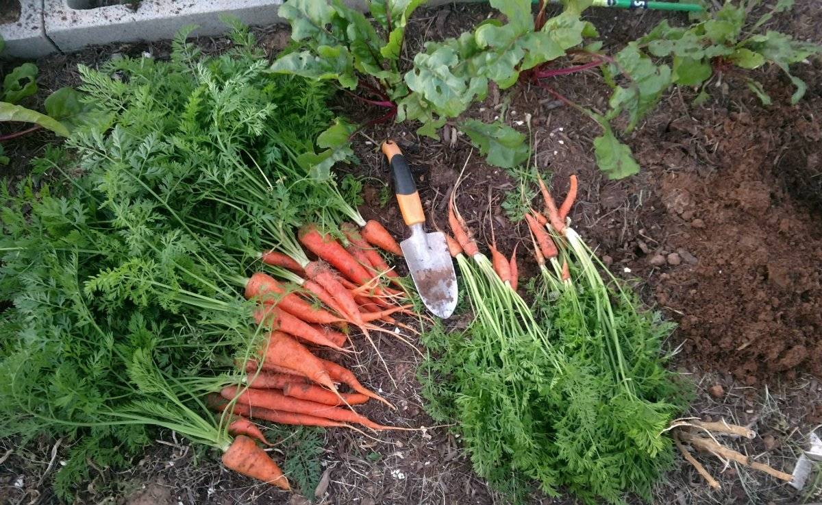Когда убирать морковь с грядки на хранение в 2023 году: сроки, как хранить