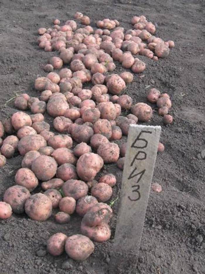 Картофель бриз: описание и характеристика сорта, выращивание и уход, отзывы и фото
