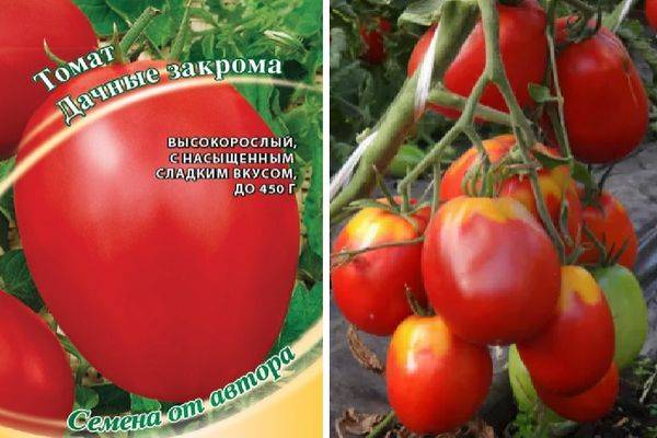 Томат первоклашка: характеристика и описание сорта, отзывы тех кто сажал помидоры об их урожайности, фото куста