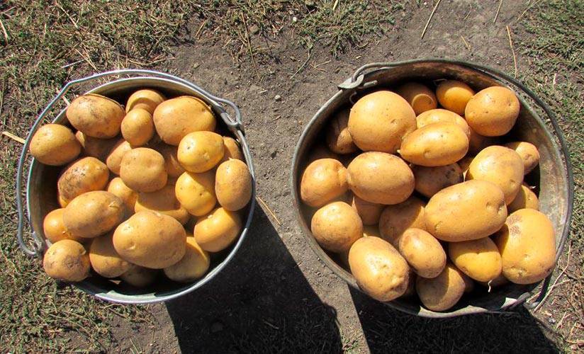 Отличительные характеристики сорта картофеля зекура и особенности его выращивания