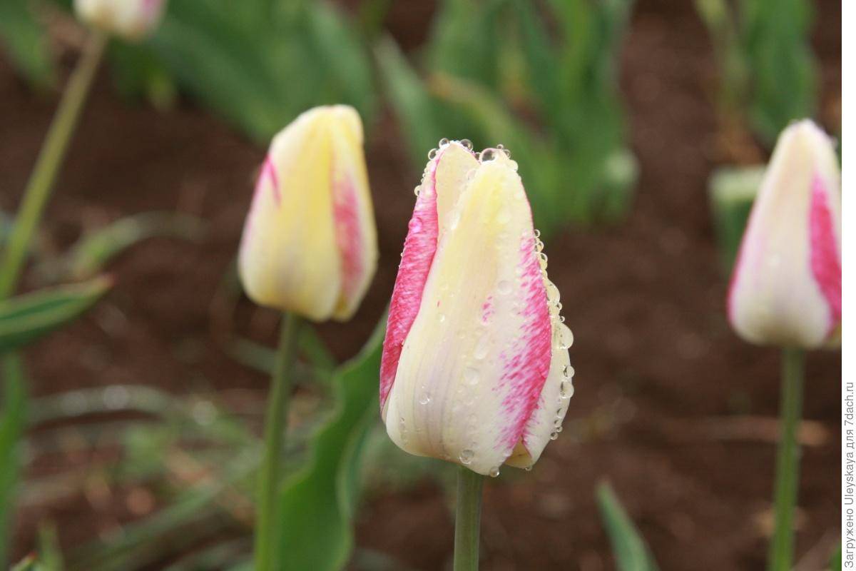 Тюльпаны: посадка и уход в открытом грунте, выращивание и сорта | клуб цветоводов