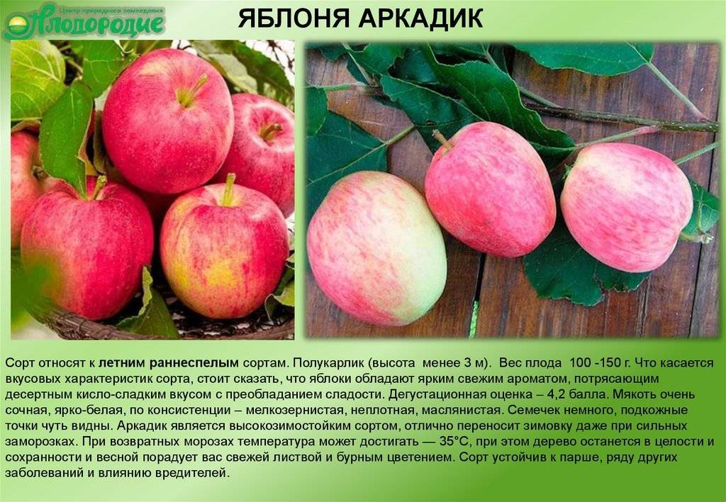 Яблоня макинтош: особенности сорта и ухода
