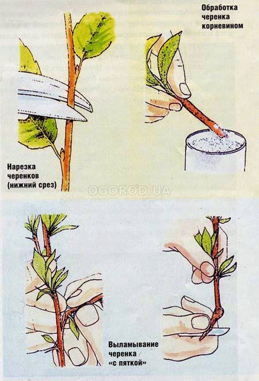 Как делать саженцы персика