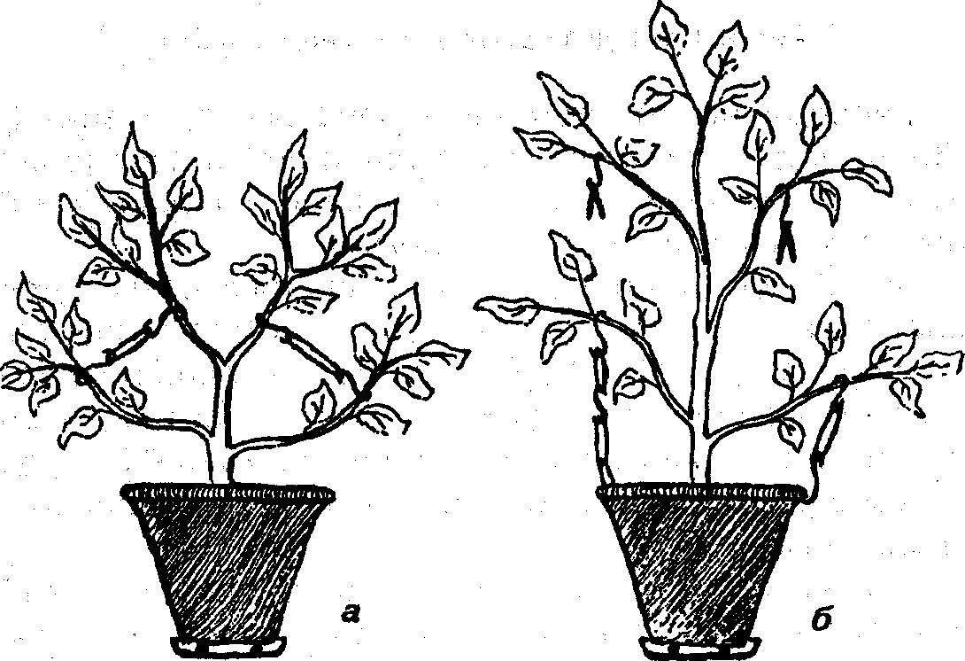 Мандариновое дерево в горшке: особенности выращивания в домашних условиях - sadovnikam.ru
