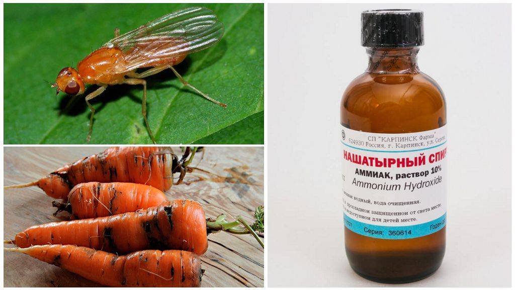 Как бороться с морковной мухой на грядке в огороде: народные средства, нашатырный спирт и другие способы