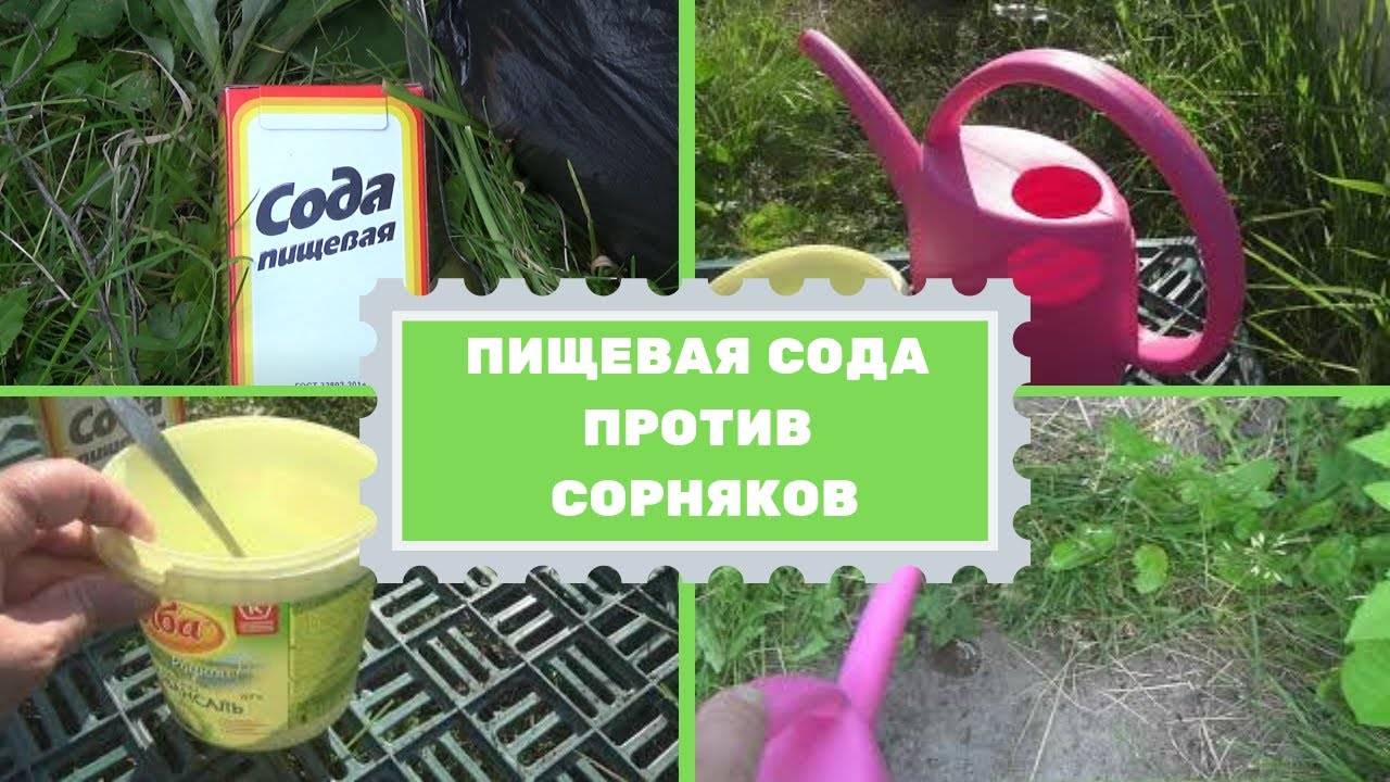 Сода от сорняков на огороде рецепт с фото пошагово в домашних условиях