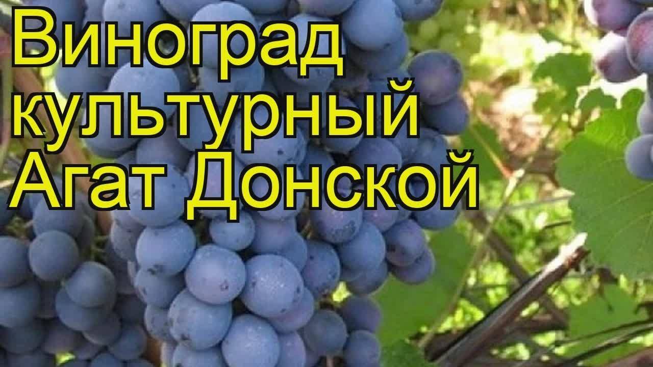 Донской агат – драгоценный сорт винограда: родословная, характеристики и сравнение с другими сортами