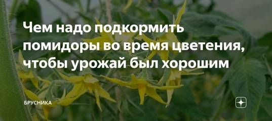 Чем подкормить кабачки после высадки в открытый грунт: народные средства и химия